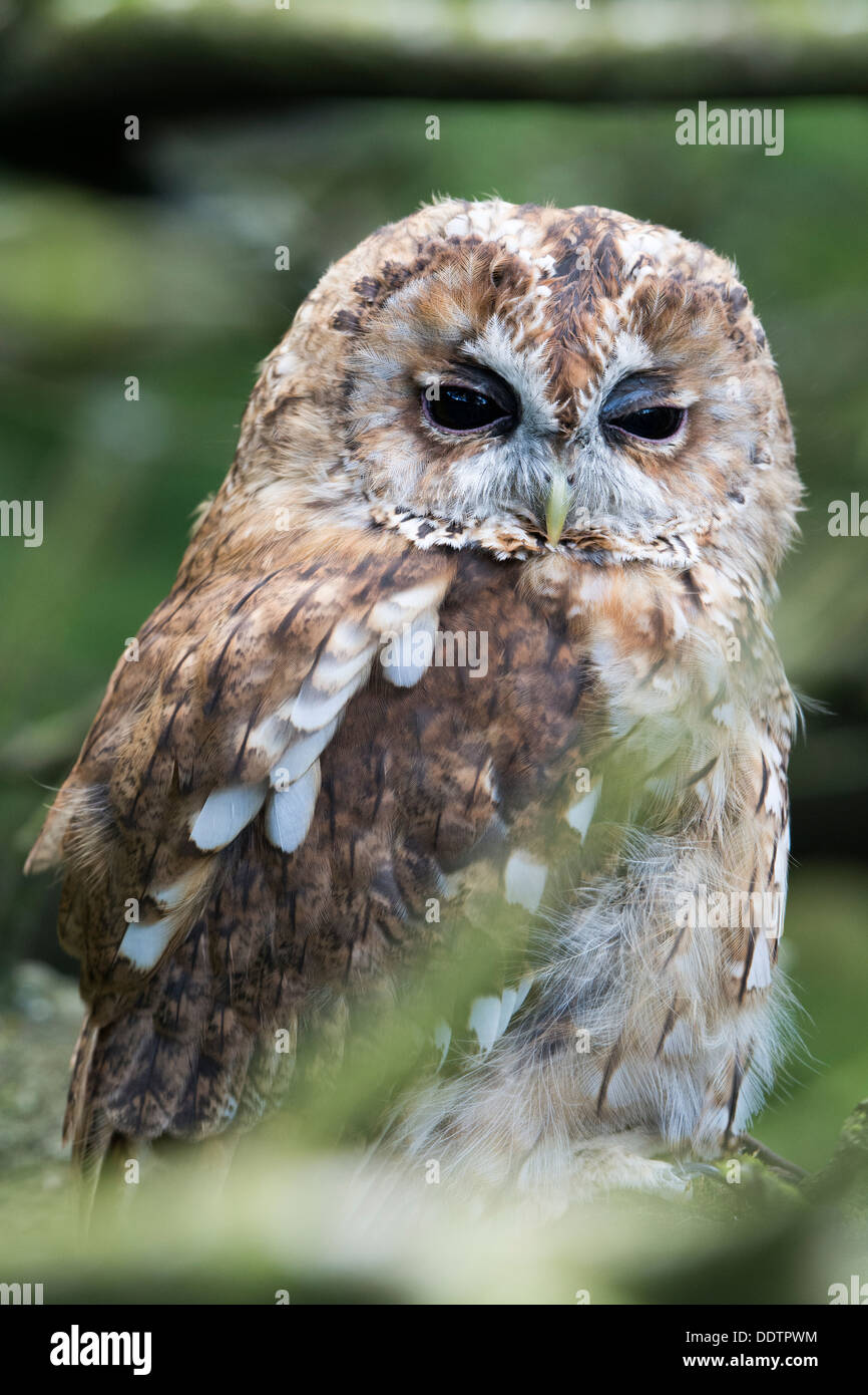 Chouette hulotte à percher dans les bois. Strix Aluco enr. Des oiseaux en captivité. Banque D'Images