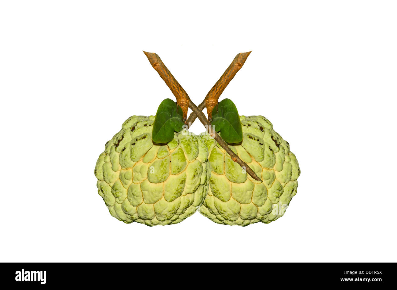 L'anone fruits sur fond blanc Banque D'Images