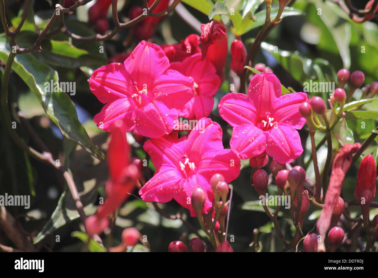 Le Cardinal vitesse rampante, Dame Doorly's Morning Glory, Ipomoea horsfalliae Banque D'Images