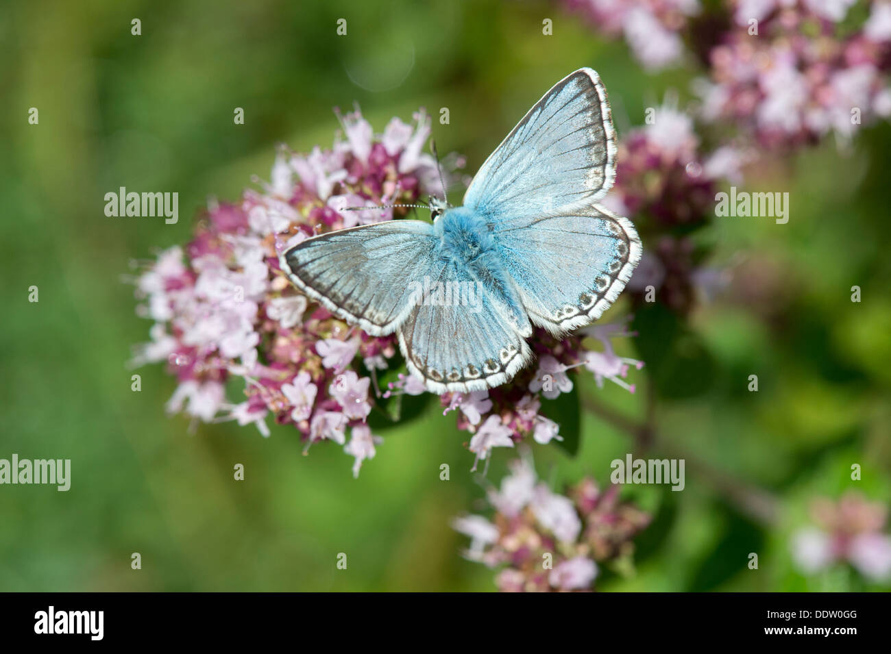 Homme Chalkhill Blue papillon sur la marjolaine sauvage Banque D'Images