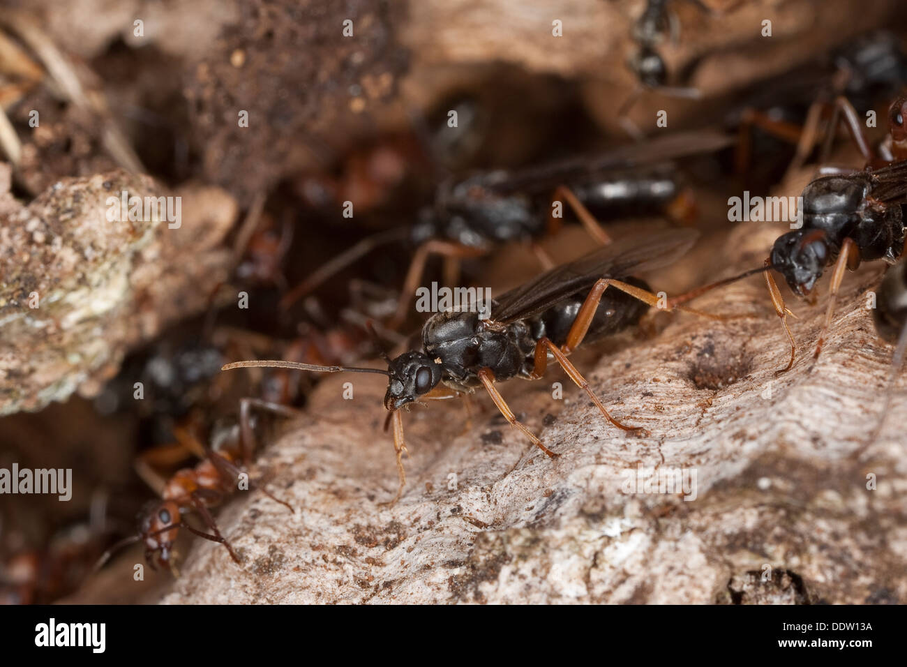 Fourmi rouge-sang, esclave de décisions ant, fourmi, Raubameise Waldameise Blutrote Blutrote, Formica sanguinea, Raptiformica sanguinea Banque D'Images