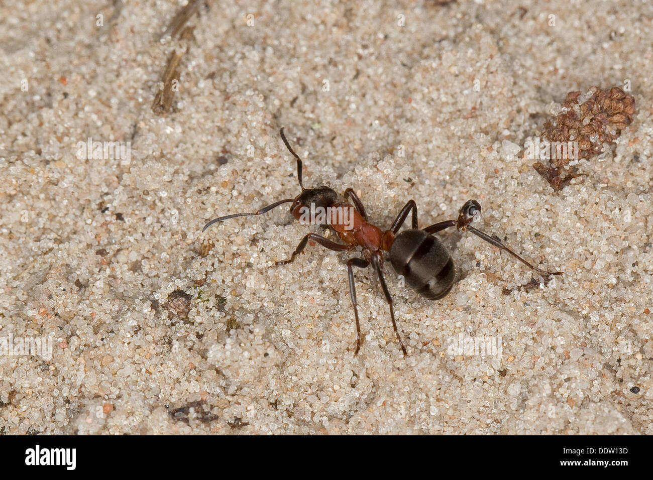 Fourmi rouge-sang, esclave de décisions ant, fourmi, Raubameise Waldameise Blutrote Blutrote, Formica sanguinea, Raptiformica sanguinea Banque D'Images