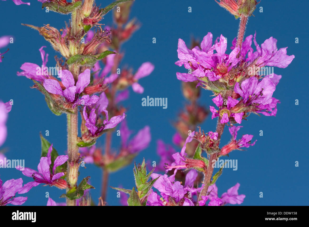 La salicaire pourpre, Lythrum Salicaire, Blutweiderich dopés, Blut-Weiderich, Lythrum salicaria, salicaire, Wasserpflanze, Sumpfpflanze Banque D'Images