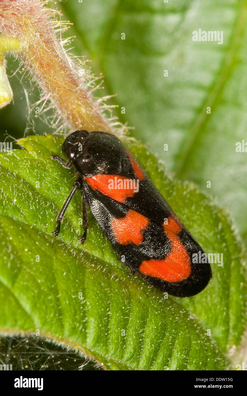 Noir et rouge froghopper, cigale, cigales, Blutzikade Blut-Zikade Cercopis vulnerata,,,,, Cicadina Zikaden Zikade Banque D'Images