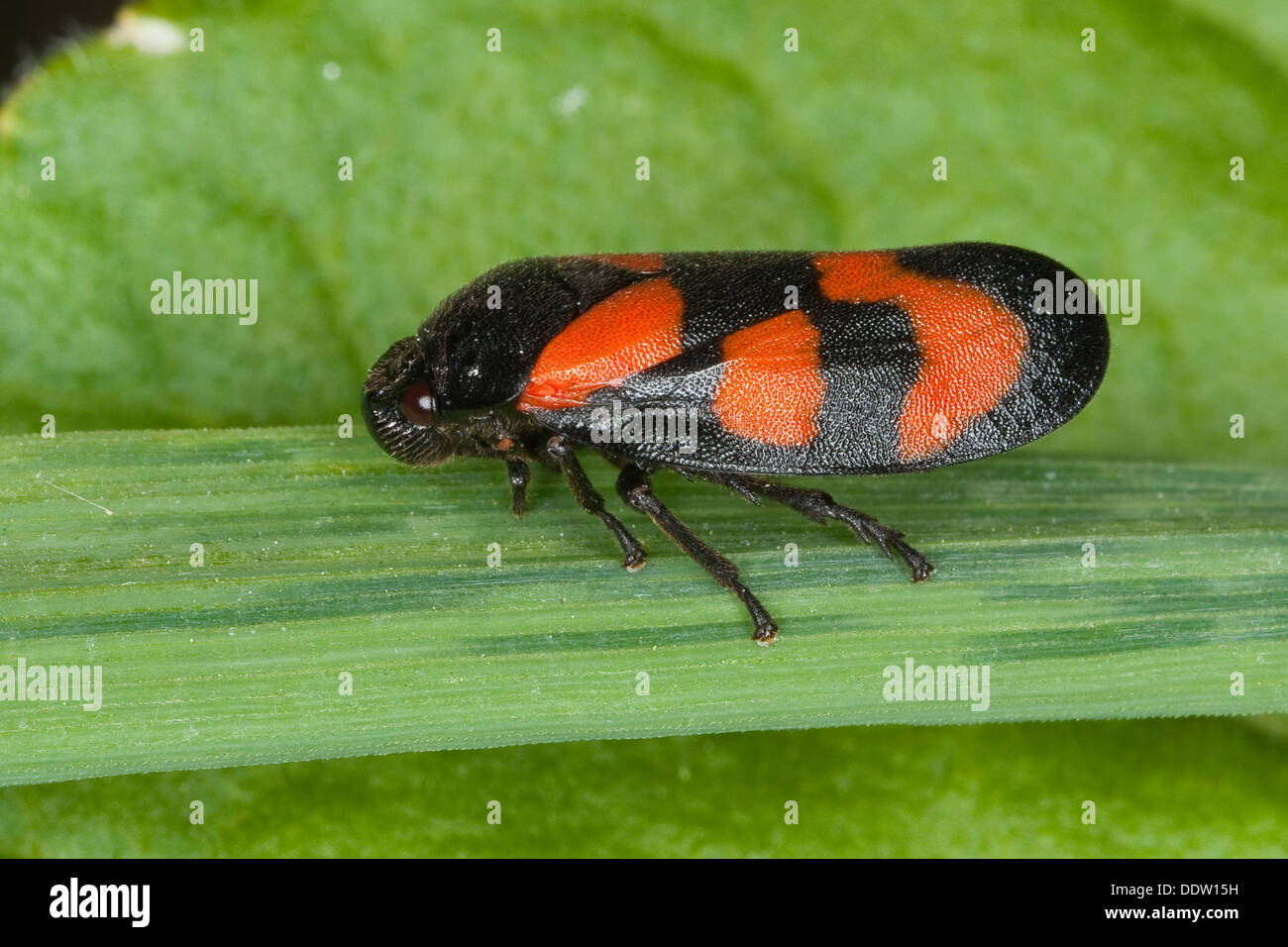 Noir et rouge, cigale, froghopper , Blutzikade Blut-Zikade, cigales, Cercopis vulnerata Zikade,,,, Cicadina Zikaden Banque D'Images