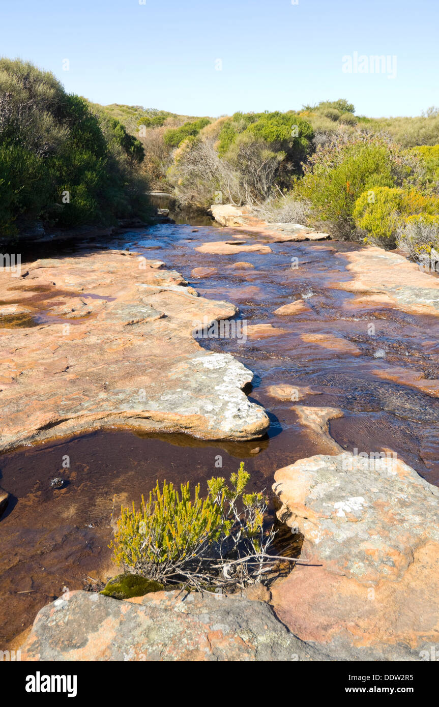 Creek Royal National Park New South Wales Australie Banque D'Images