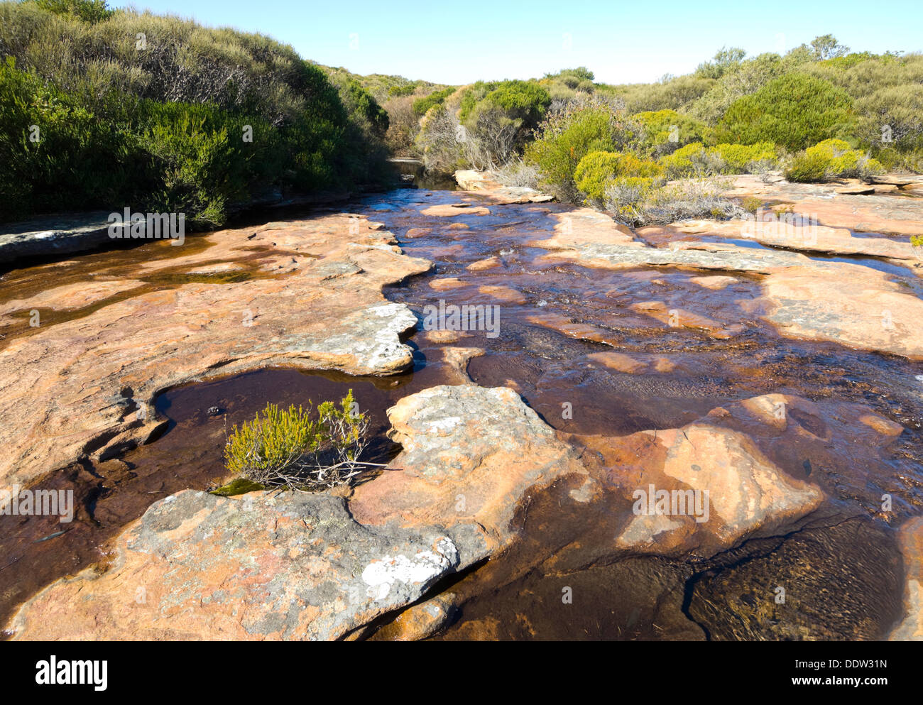 Creek dans Royal National Park, New South Wales, NSW, Australie Banque D'Images