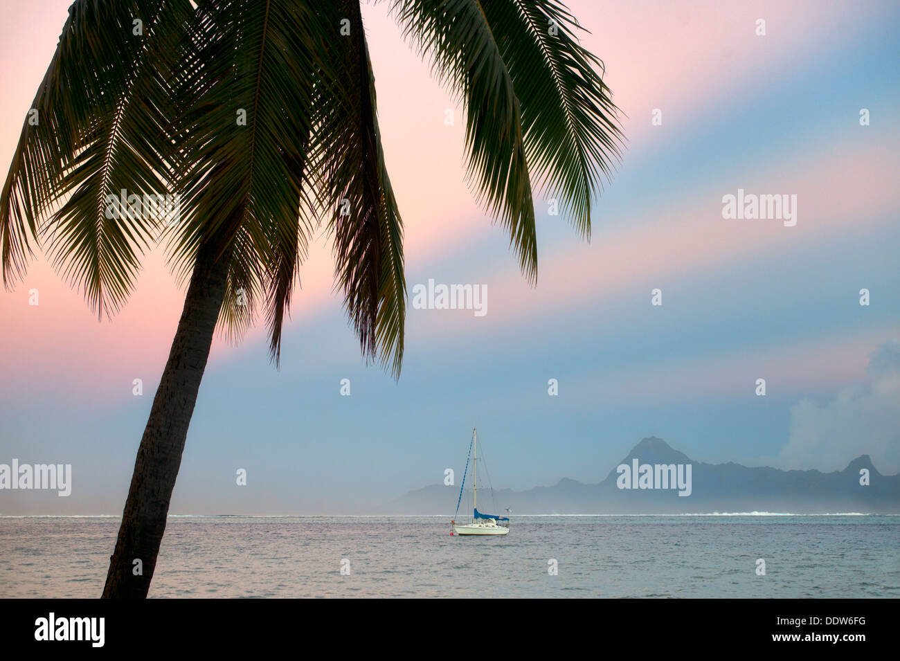 Palmier voilier, le lever du soleil et l'île de Moorea. Tahiti. Polynésie Française Banque D'Images