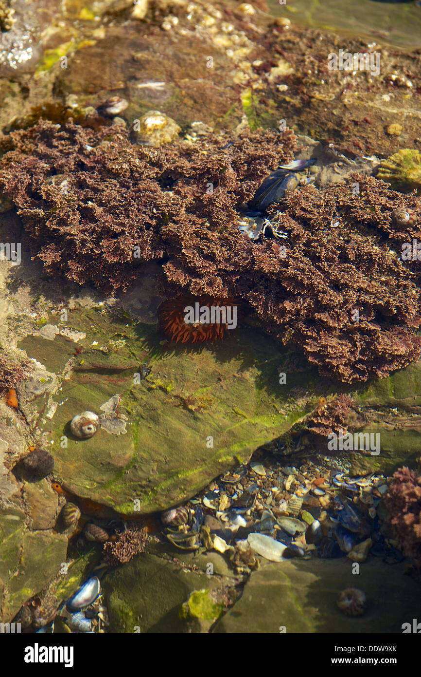 Rockpool Banque D'Images