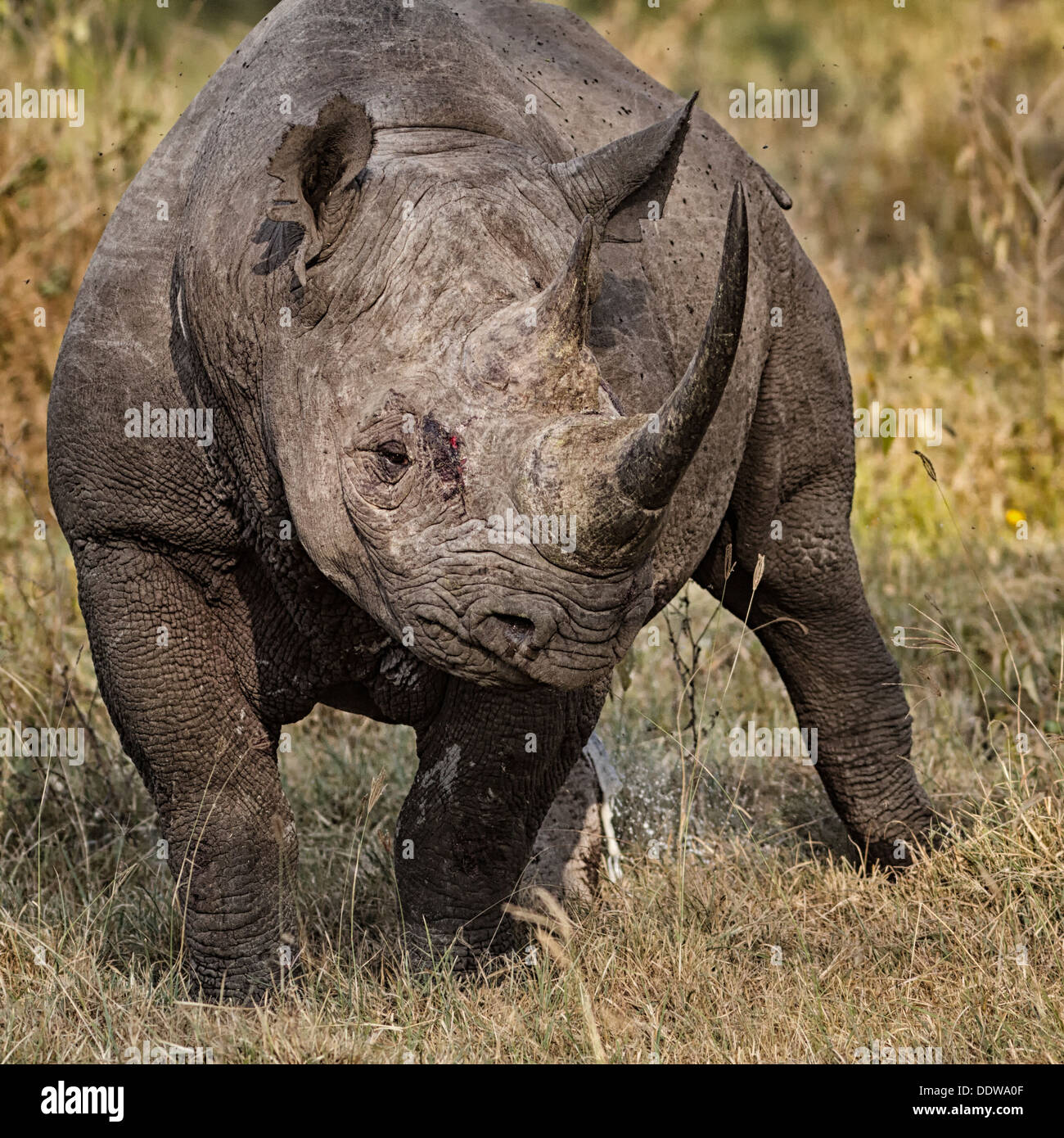 Seul rhinocéros noir debout dans les terrains boisés ouverts, vue frontale de près, le lac Nakuru, Kenya Banque D'Images