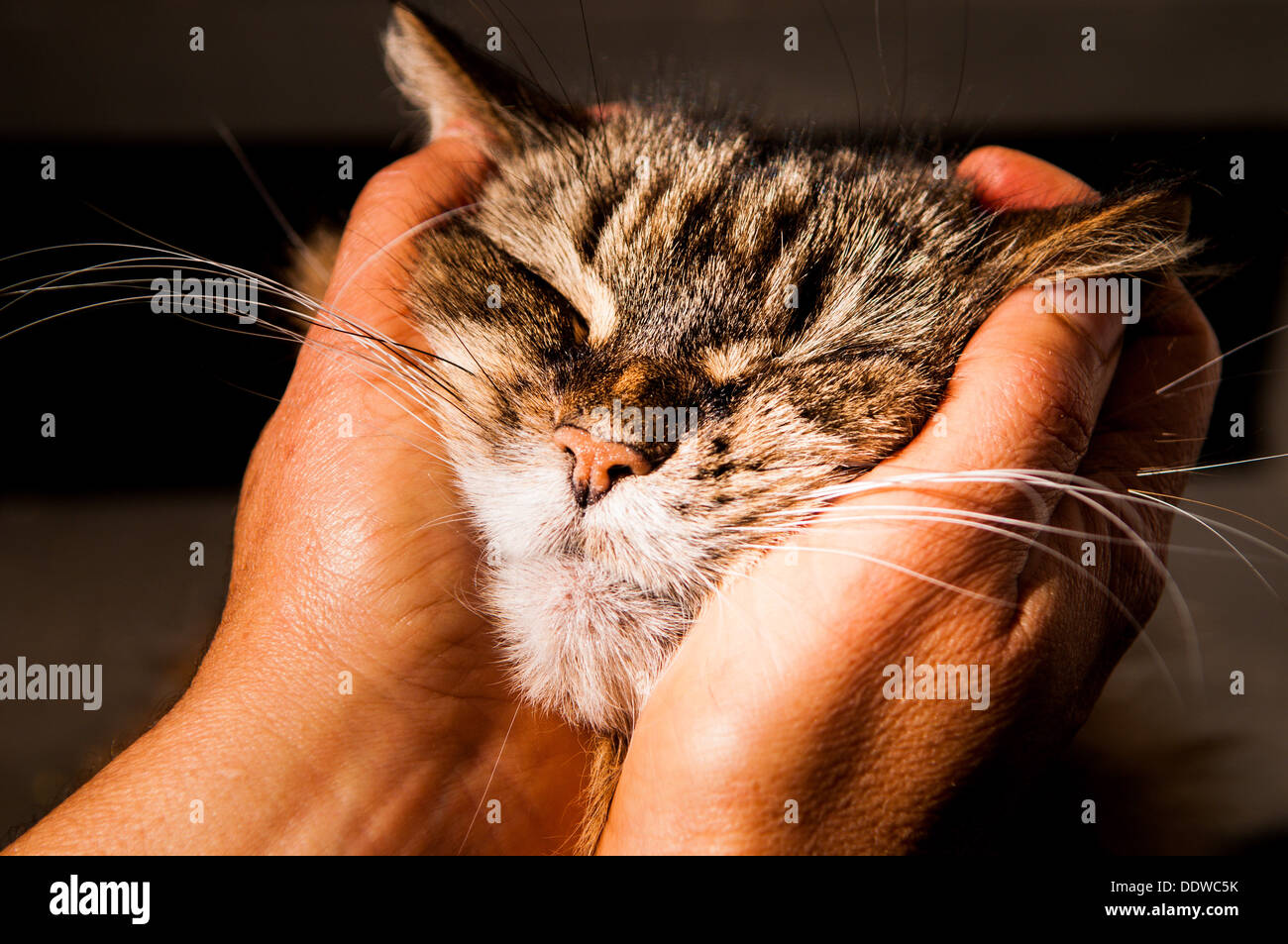 Heureux propriétaires de chat de compagnie avec les mains sur le visage Banque D'Images