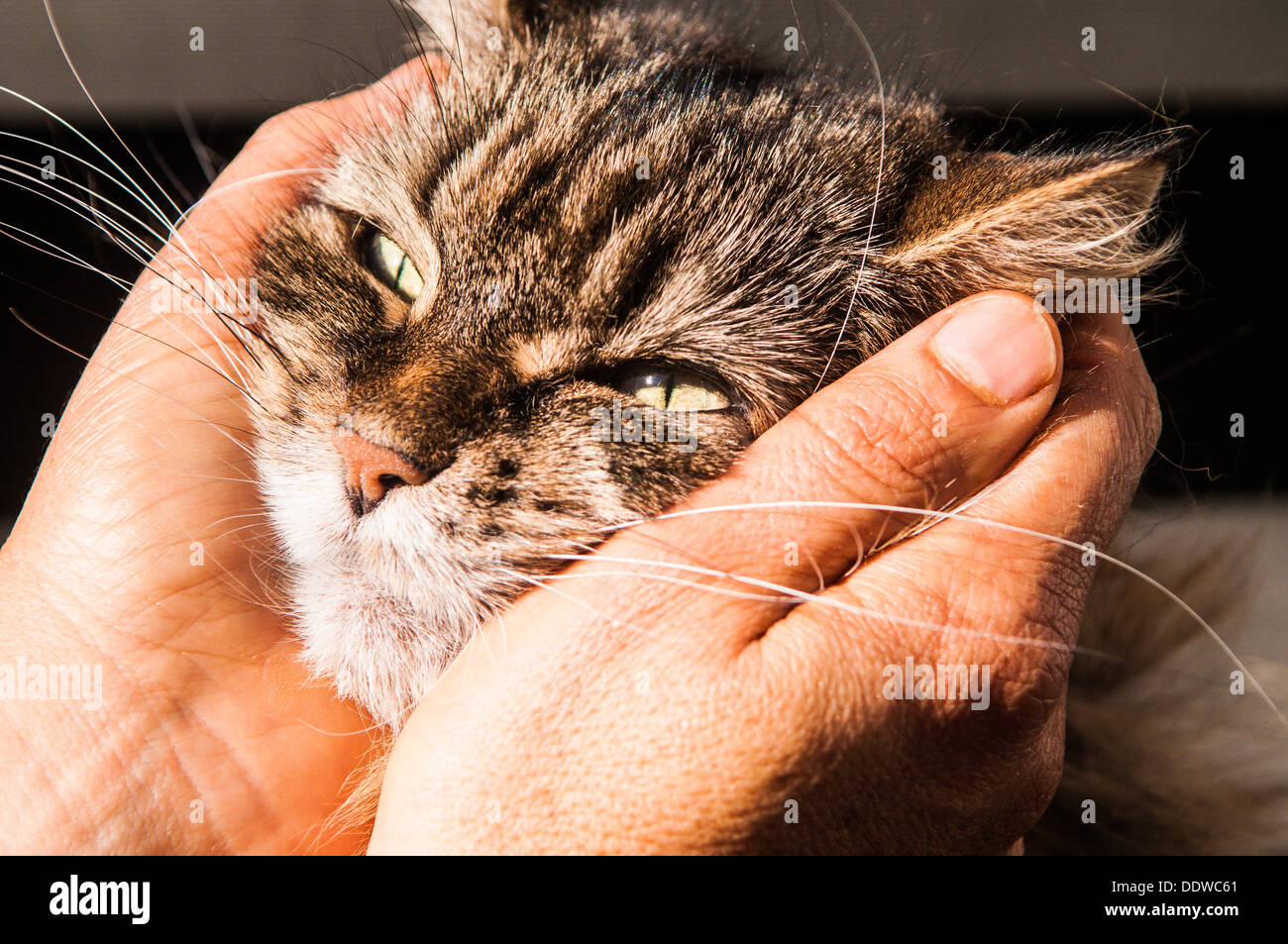 Heureux propriétaires de chat de compagnie avec les mains sur le visage Banque D'Images