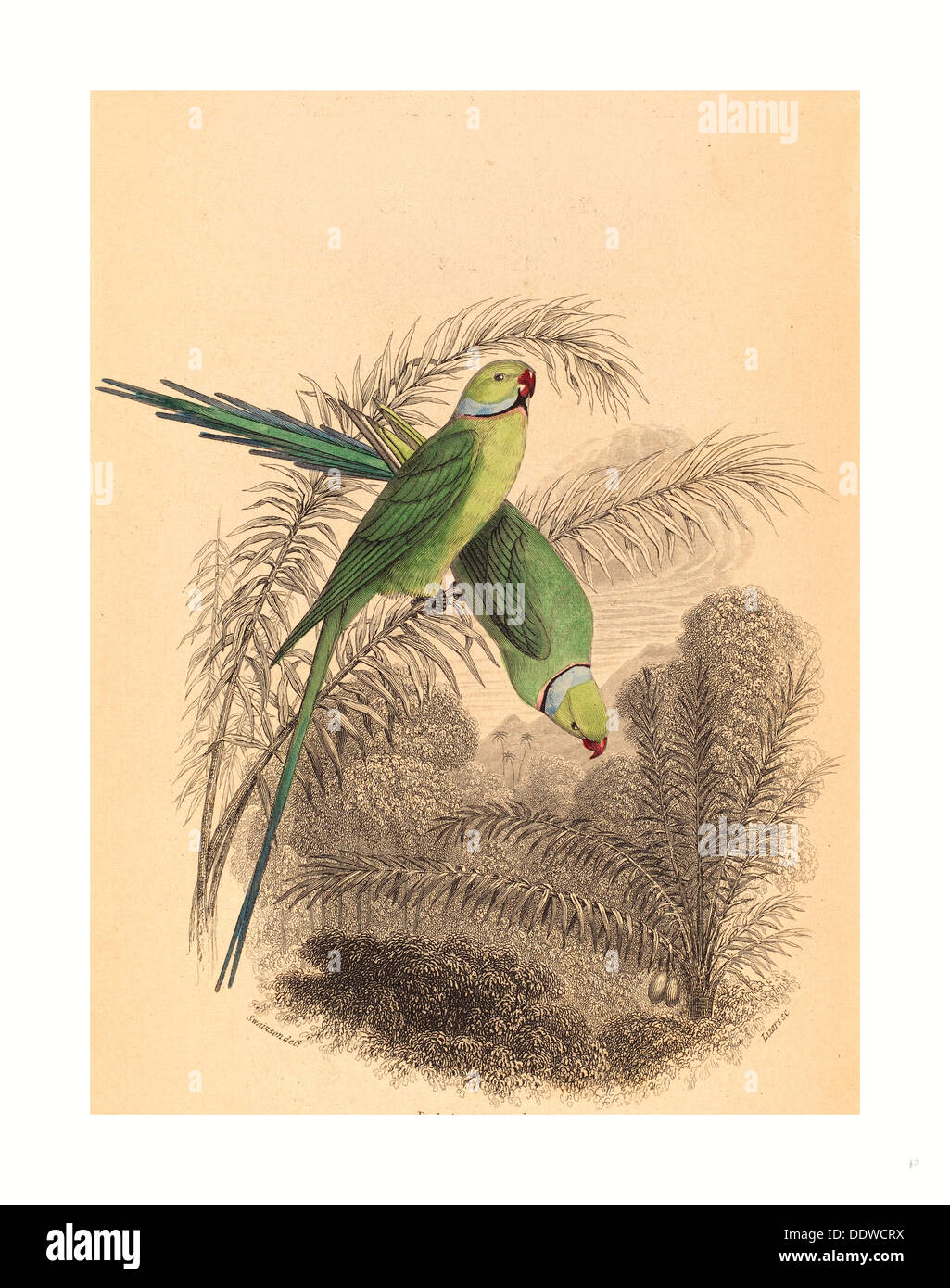William Home Lizars après William Swainson (Écossais, 1788 ) 1859, Rouge, lithographie couleur Parrakeet annelés Banque D'Images