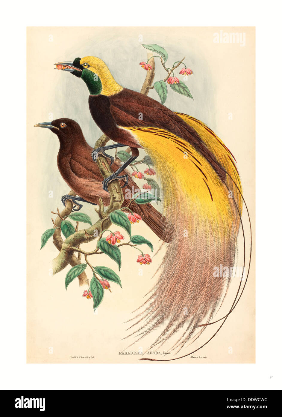 John Gould et W. Hart (British, 1804 - 1881 ), les Oiseaux du Paradis (Paradisea apoda), publié 1875, 1888 Lithographie colorée à la main Banque D'Images