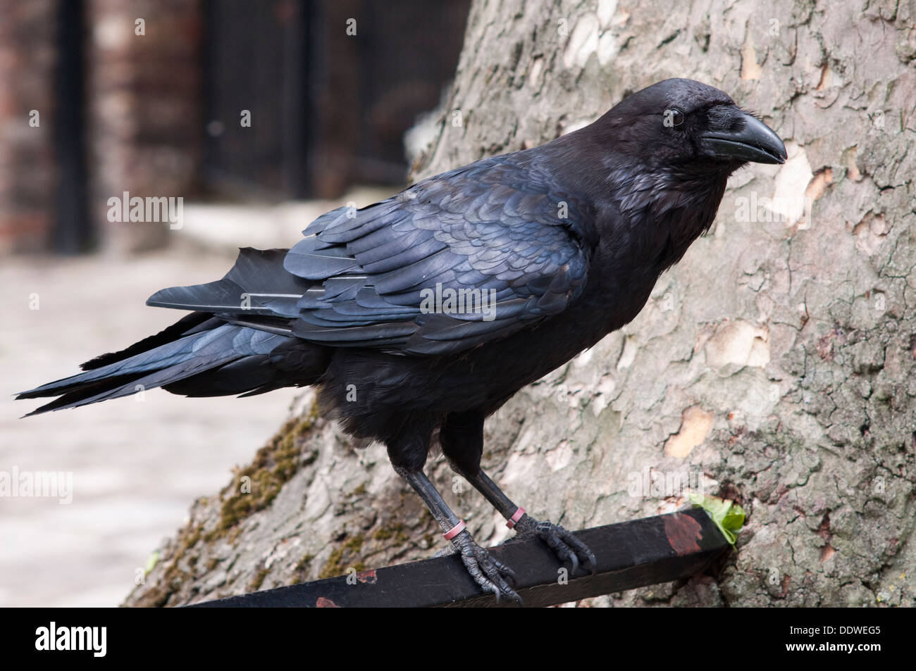 L'Angleterre, Londres, Grand Corbeau Corvus corax, les résidents de la Tour de Londres Banque D'Images