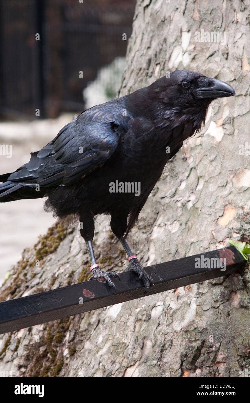 L'Angleterre, Londres, Grand Corbeau Corvus corax, les résidents de la Tour de Londres Banque D'Images