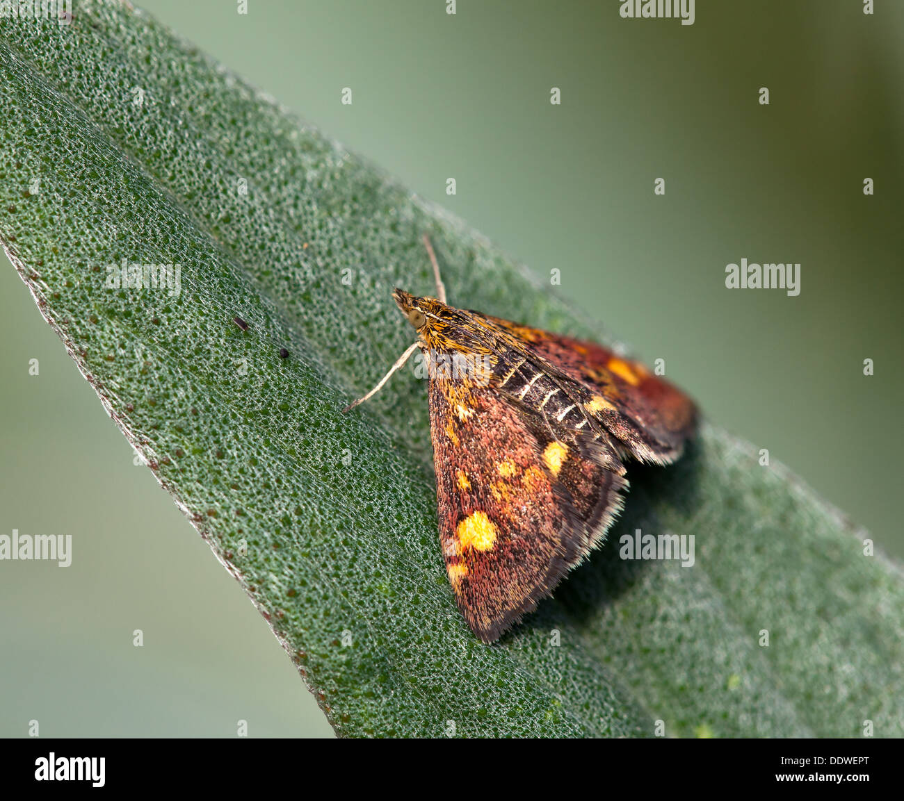 Mint papillon sur feuille. Banque D'Images