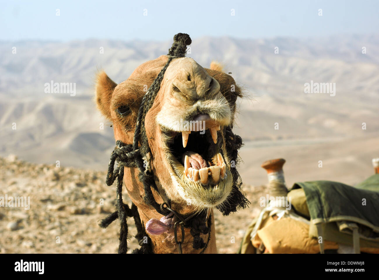 Un gros plan de la tête de chameau et bouche ouverte Banque D'Images