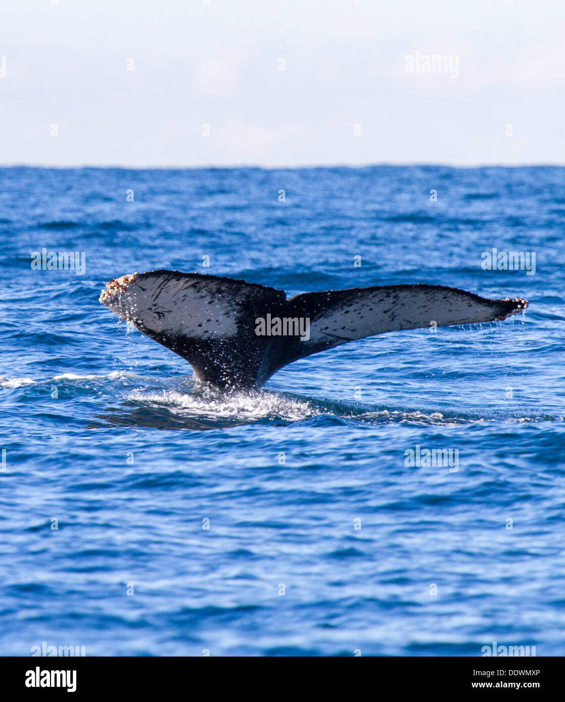 Baleine à bosse de plongée dans le port de Sydney, Australie Banque D'Images