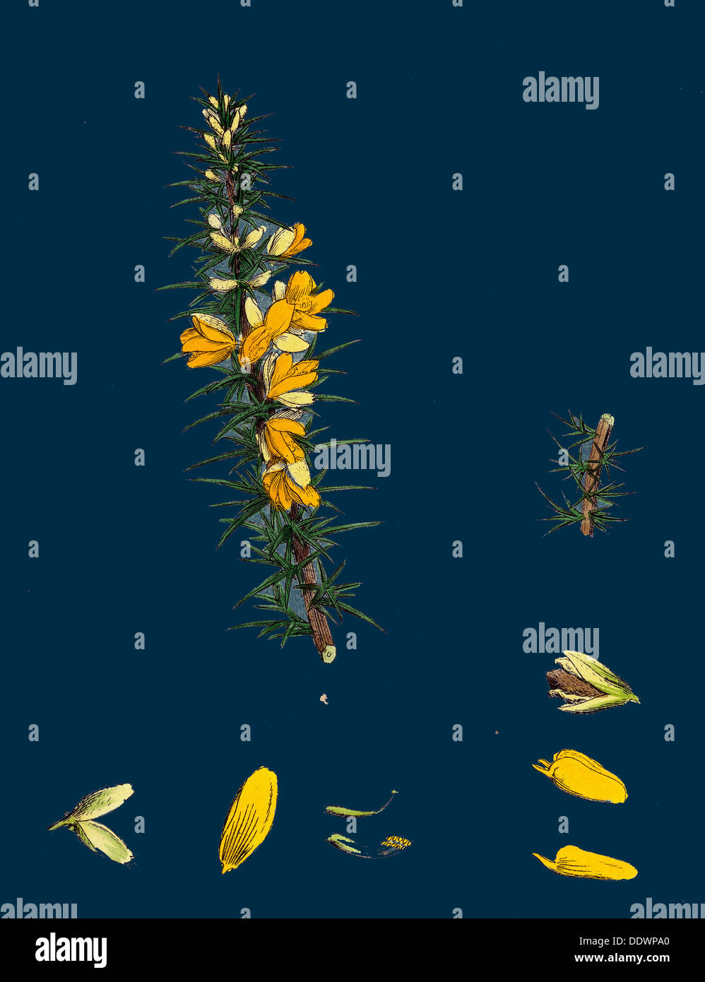Ue-Ulex nanus ; Furze Nain Banque D'Images