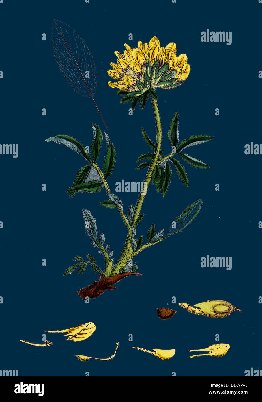 Anthyllis Vulneraria ; rein Vesce commune Banque D'Images