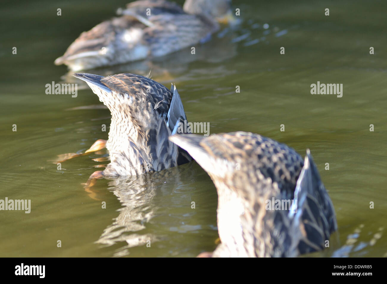 Canards dans Brandon Hill Park, Bristol England Uk. Close up side sur plonger sous l'eau Banque D'Images