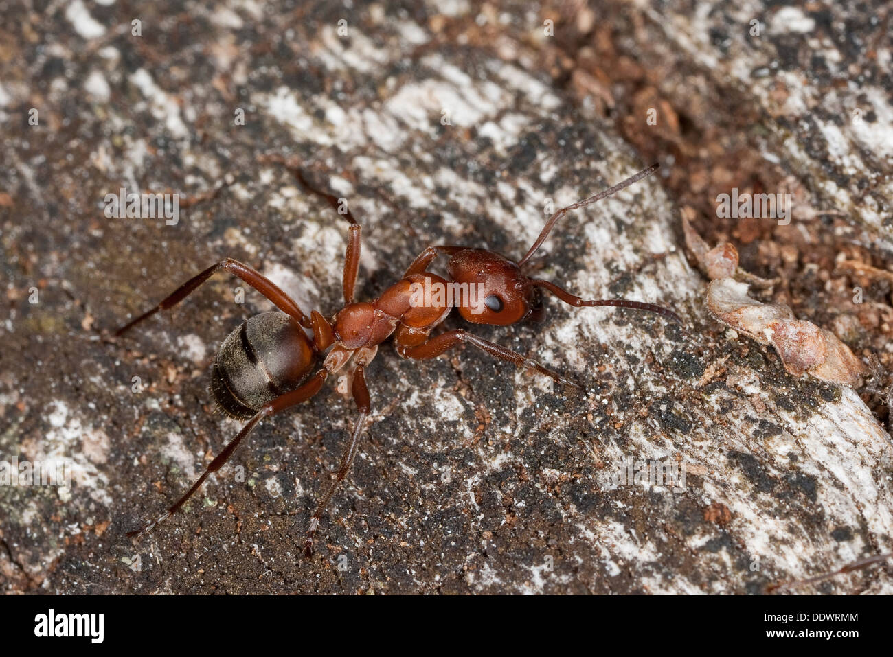 Fourmi rouge-sang, esclave de décisions ant, fourmi, Raubameise Waldameise Blutrote Blutrote, Formica sanguinea, Raptiformica sanguinea Banque D'Images