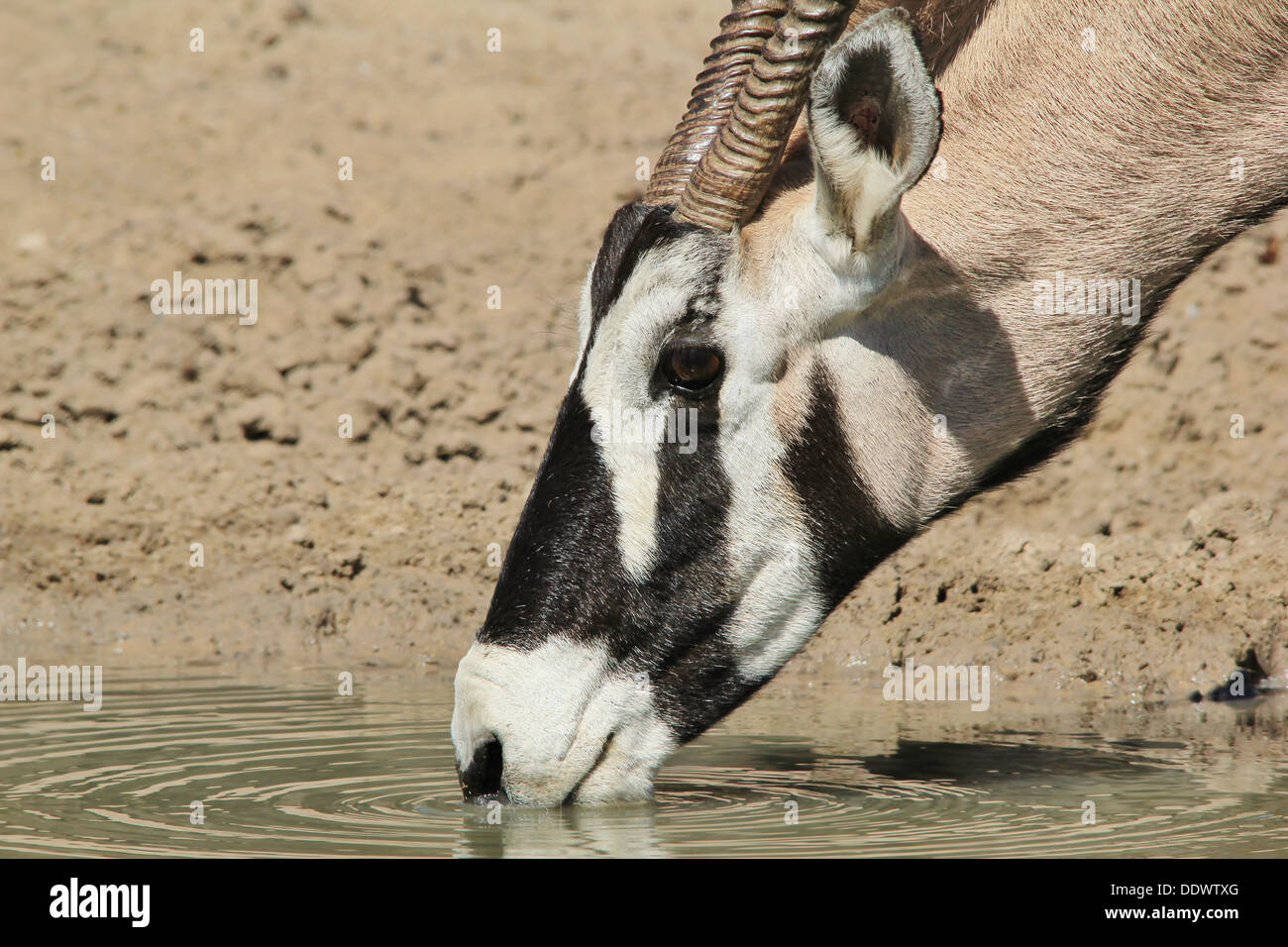 - Oryx Gemsbok fond de la faune de la beauté et de marquage unique. Comme vu dans la libre et sauvage, l'Afrique. Banque D'Images