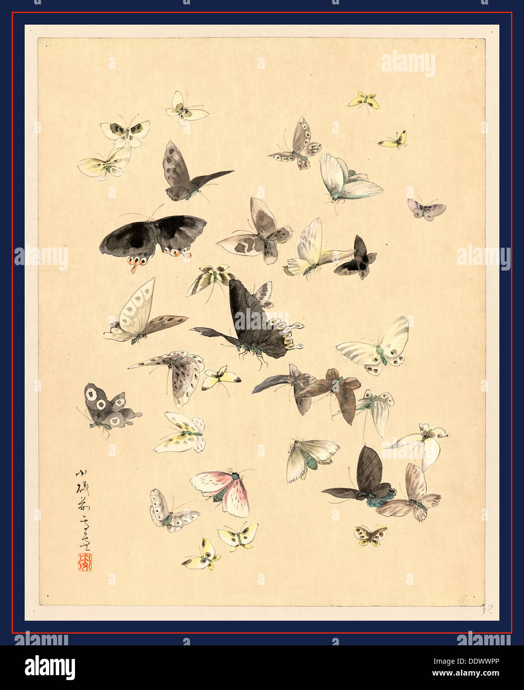 [Papillons], [entre 1800 et 1850] 1 dessin : Banque D'Images