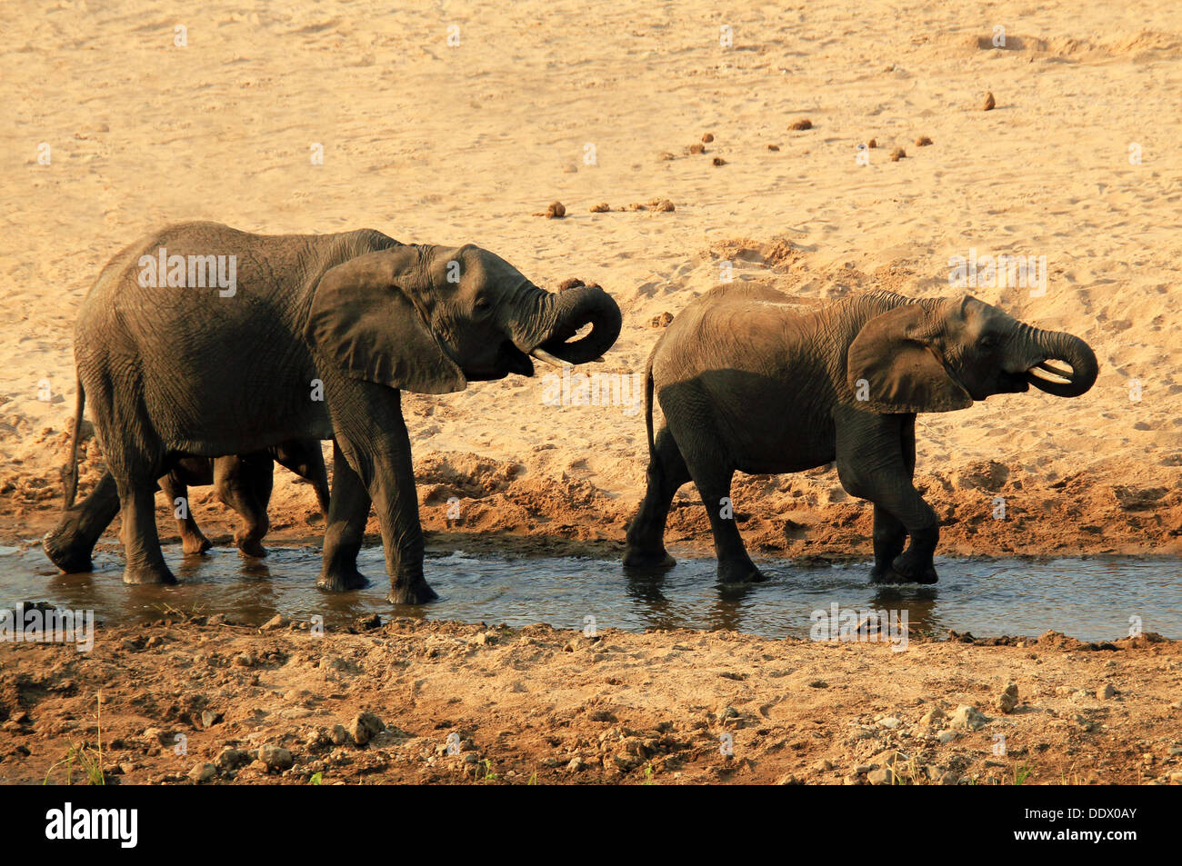 Deux éléphants d'Afrique (Loxodonta africana) de boire dans le crépuscule, parc national de Tarangire, Tanzanie Banque D'Images
