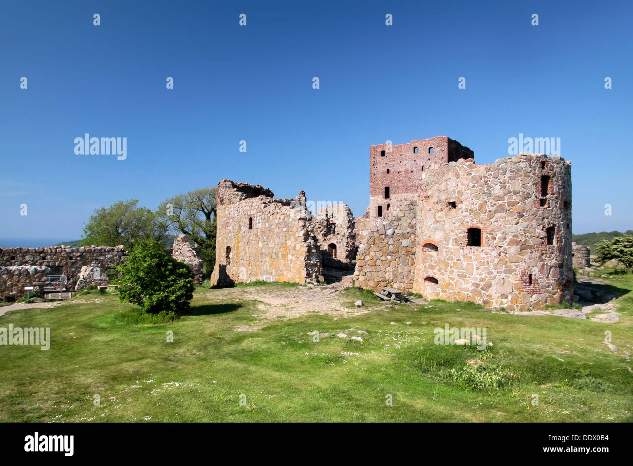 Ruines du château Hammershus avec un arbre distinctif sur Bornholm, Danemark Banque D'Images