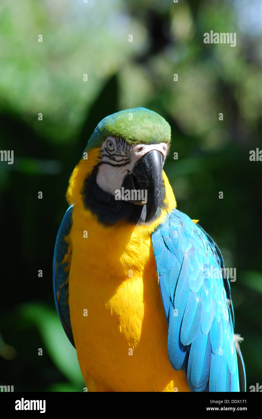 Blue and Gold Macaw Photo Banque D'Images