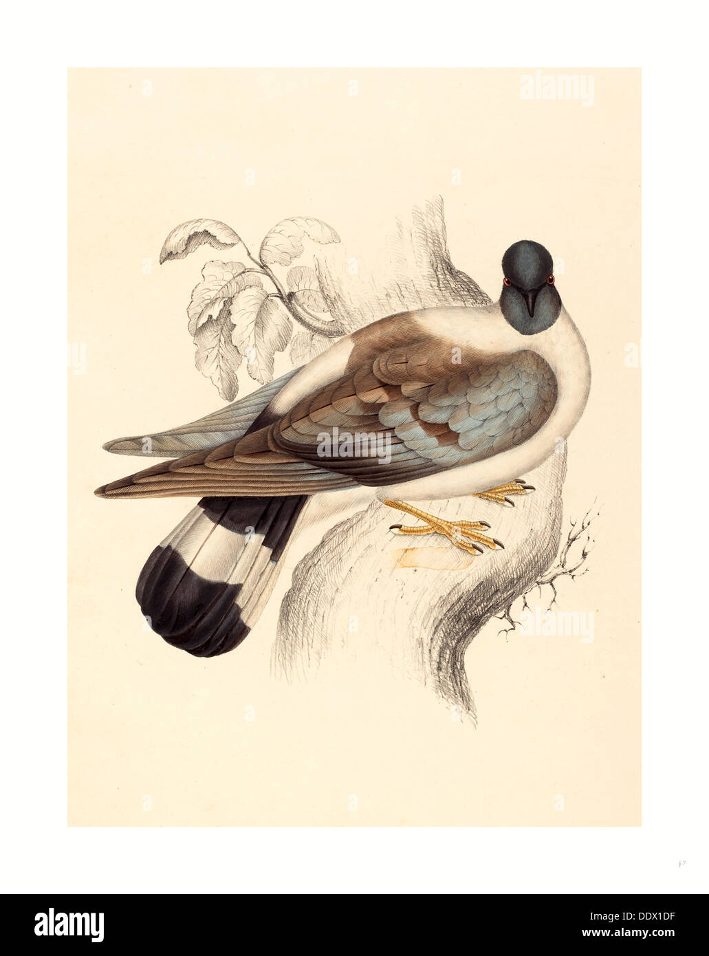 Elizabeth Gould (British, 1804 ) 1841, Columba Leuconota Pigeon (neige), lithographie couleur Banque D'Images