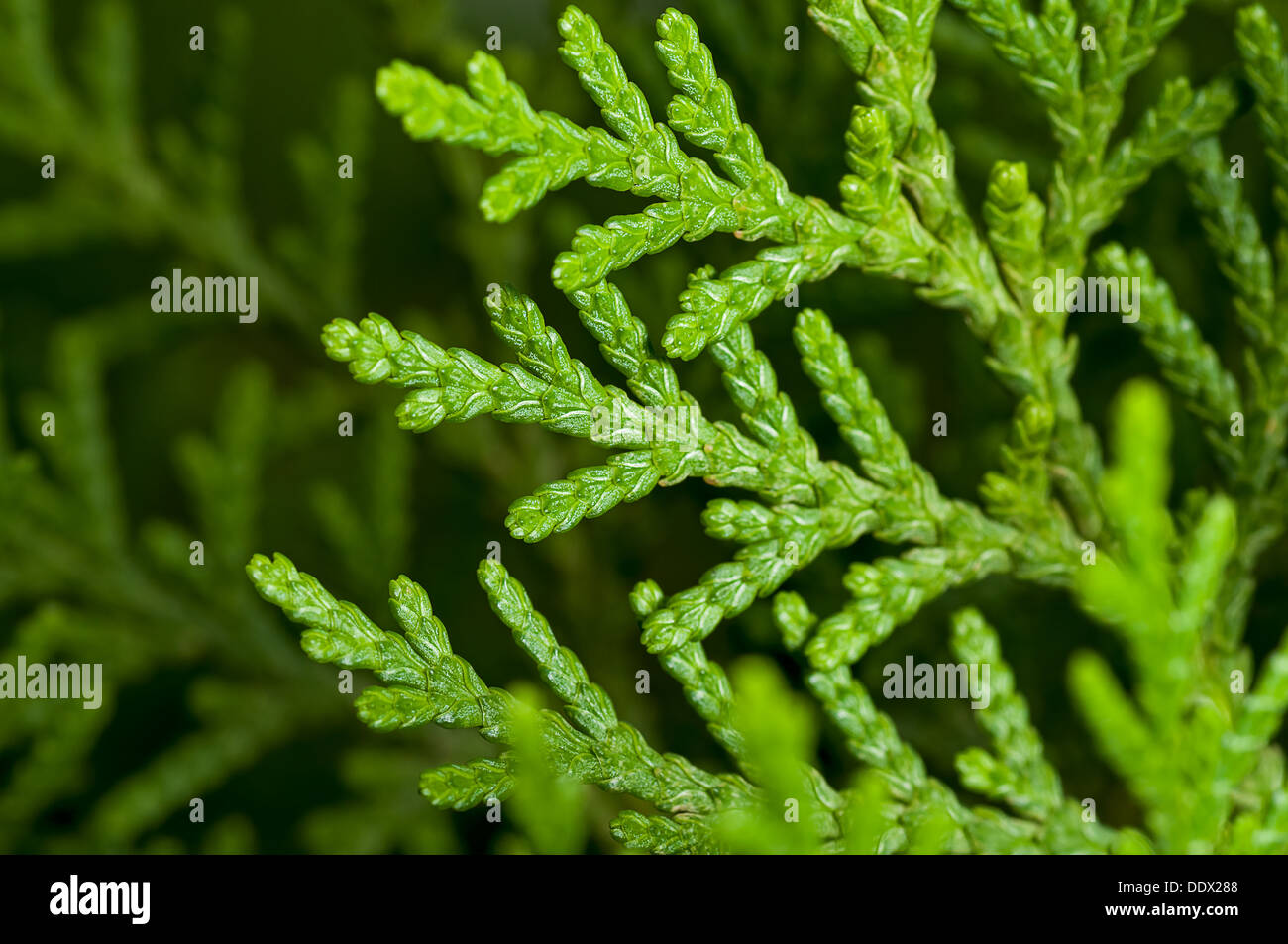 Close up, feuilles de pin, vert, dynamique, naturel Banque D'Images