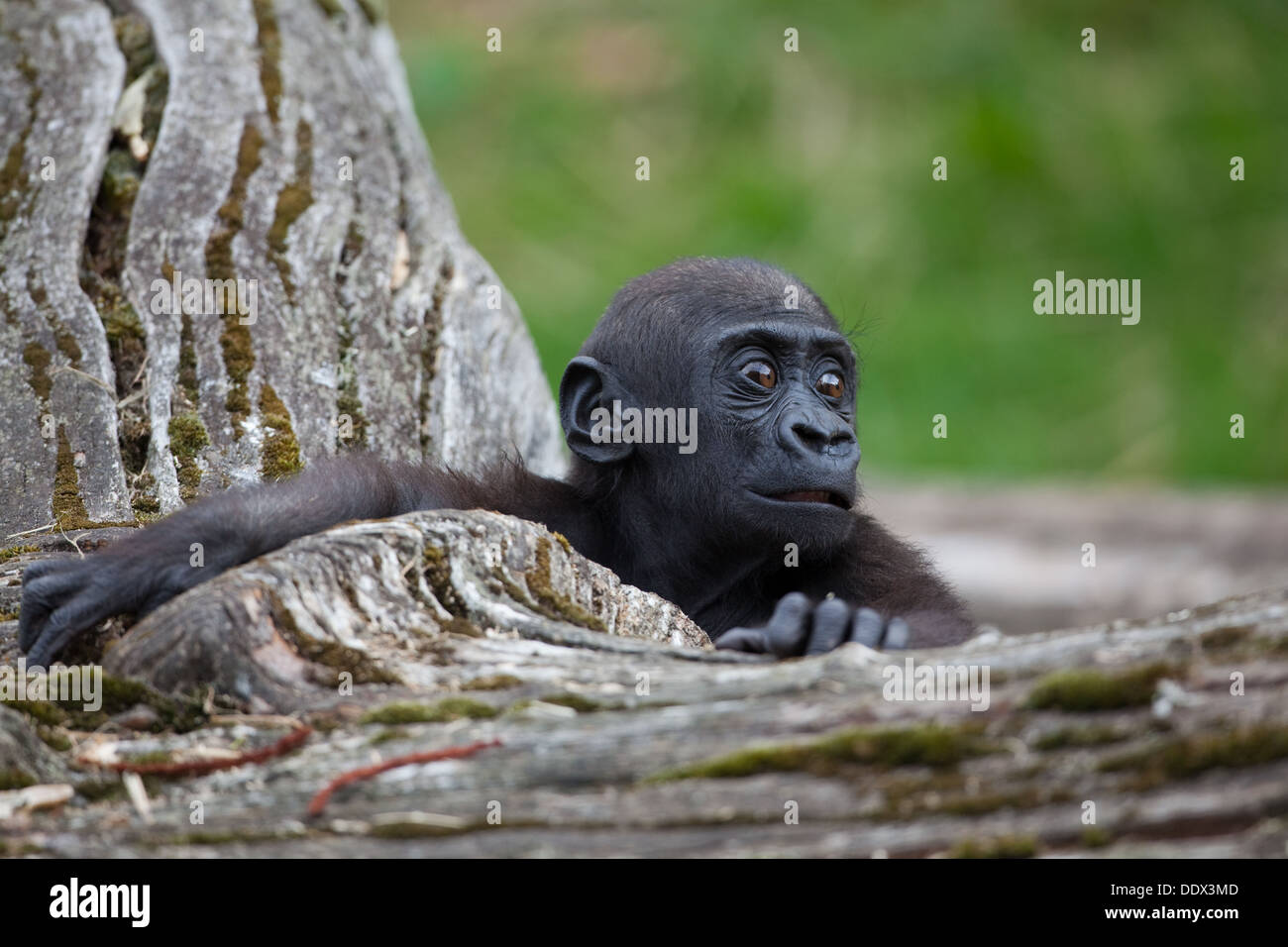 Weston gorille (Gorilla gorilla). Onze mois les jeunes. Durrell Wildlife Park, Jersey, Channel Islands, Royaume-Uni. Banque D'Images
