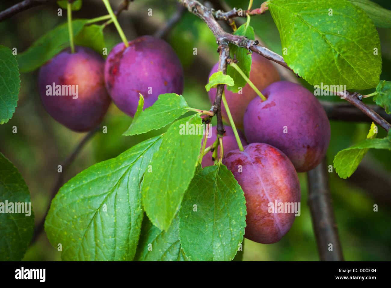 Les prunes rouges mûres sur la branche avec des feuilles Banque D'Images
