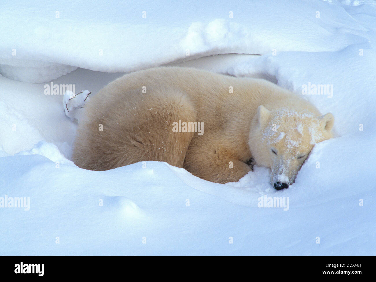 La sieste de l'ours dans la neige près de Churchill Manitoba Canada Banque D'Images