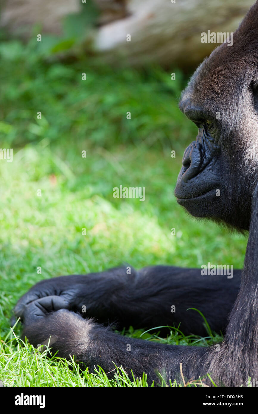 Gorille de plaine de l'ouest (Gorilla gorilla gorilla). Des femmes. Durrell Wildlife Park, Jersey, Channel Islands, Royaume-Uni. Banque D'Images