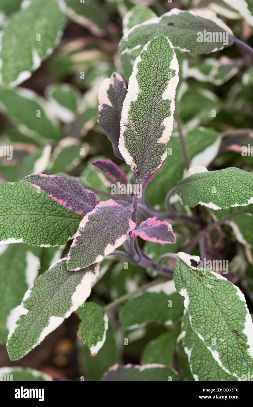 Salvia officinalis tricolor. Close up de diverses feuilles de sauge. Banque D'Images