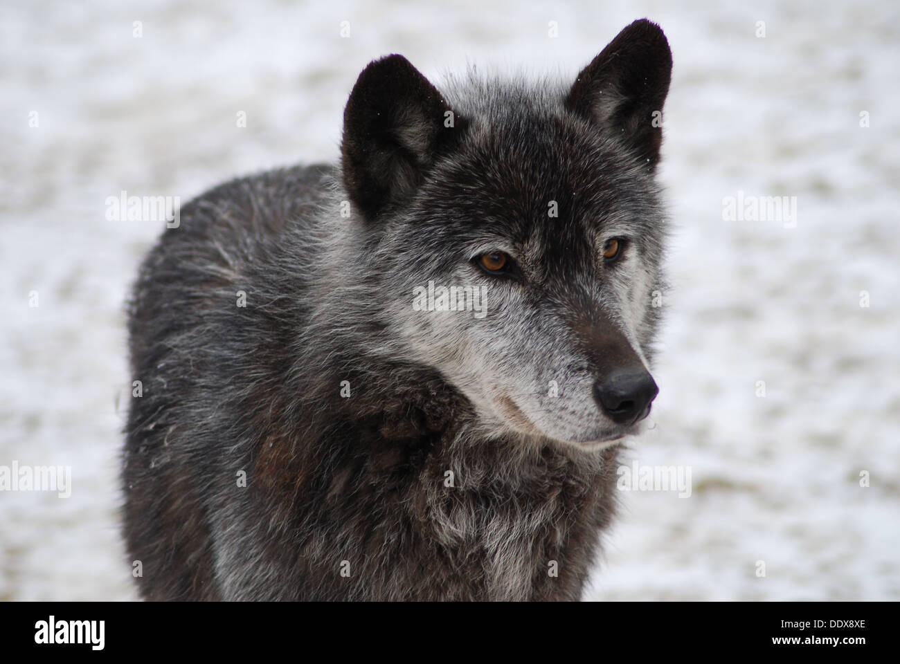 Loup gris Banque D'Images