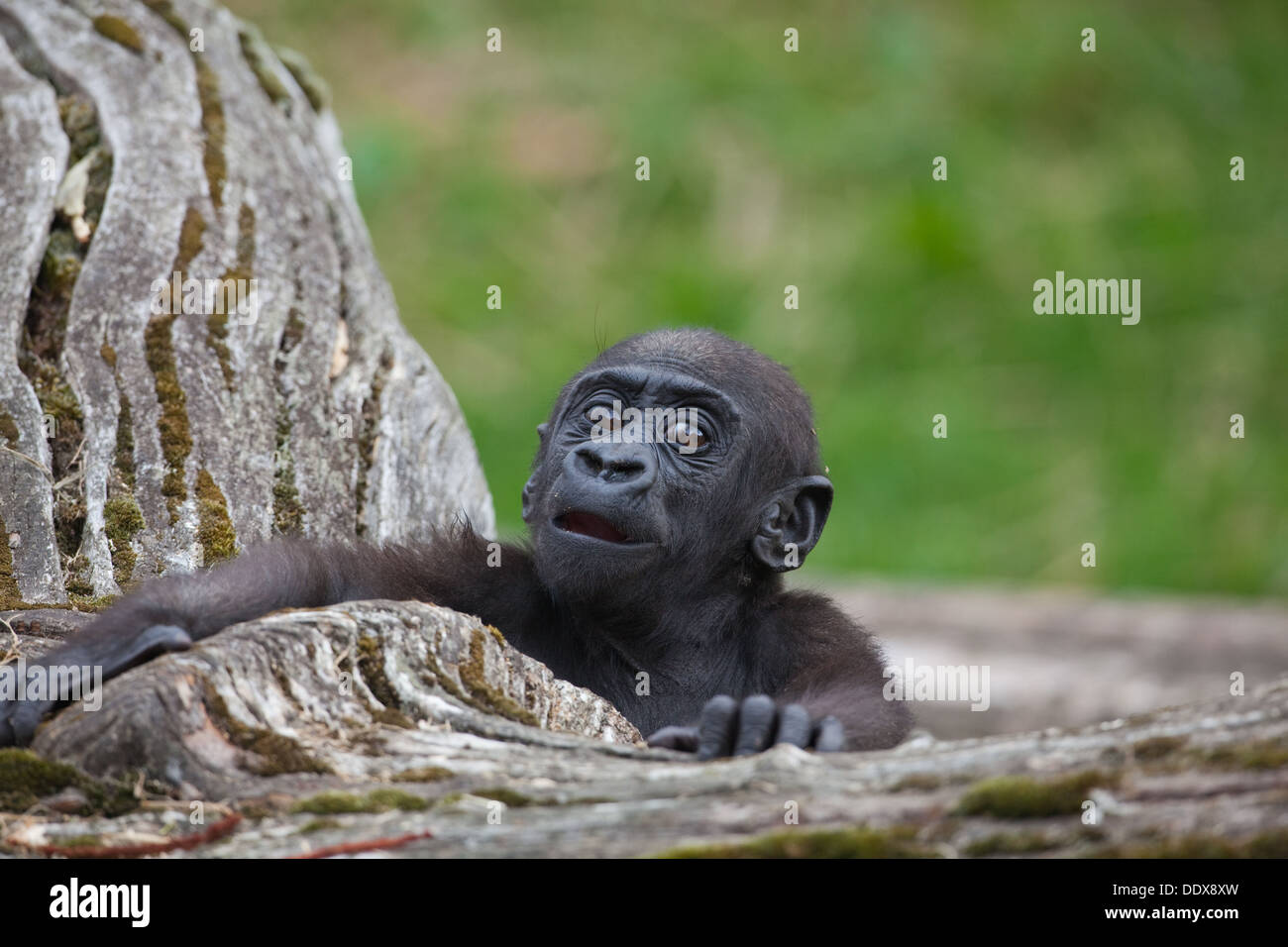 Weston gorille (Gorilla gorilla). Onze mois les jeunes. Durrell Wildlife Park, Jersey, Channel Islands, Royaume-Uni. Banque D'Images