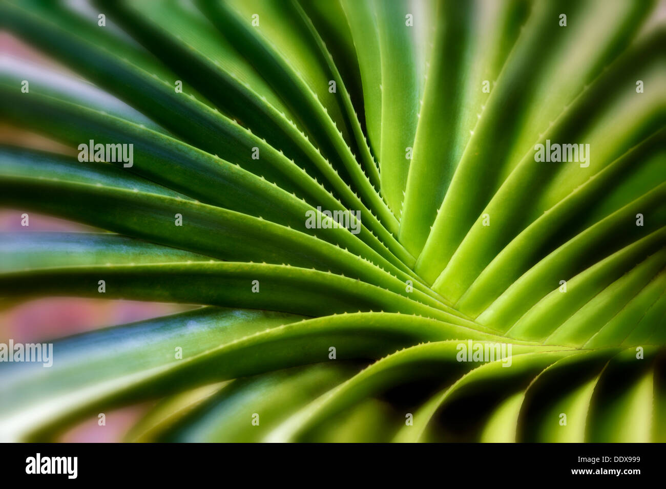 Feuilles tourbillonnantes de plante succulente. Bora Bora. La Polynésie française. Banque D'Images
