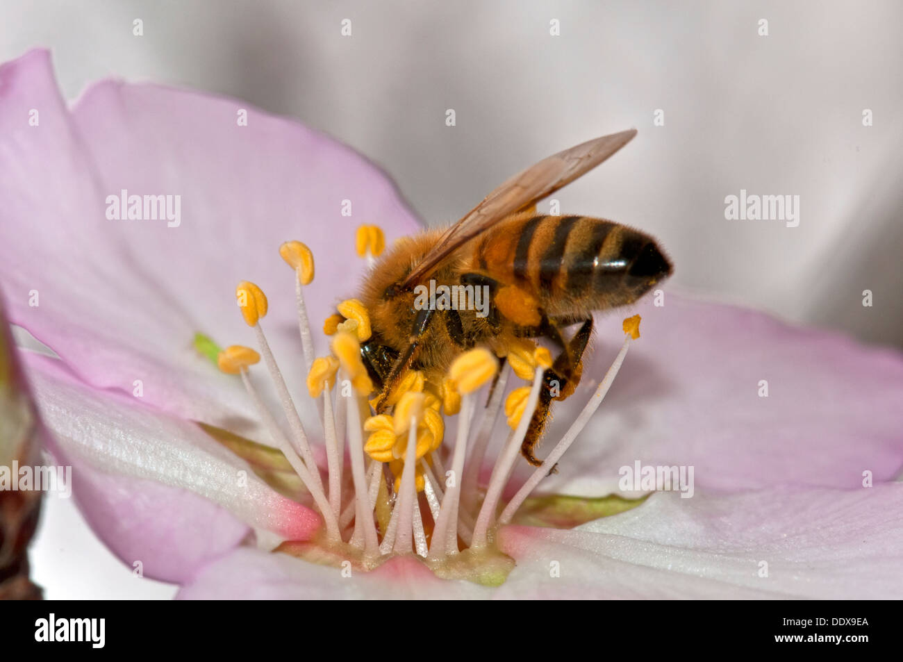 La pollinisation de l'Abeille fleur amandier Banque D'Images