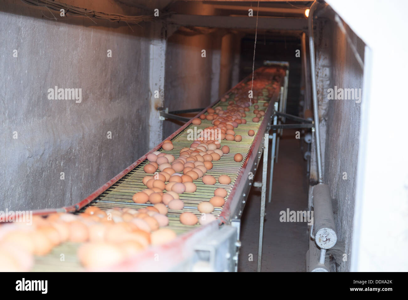 Ferme Avicole. La production industrielle d'oeufs comestibles. Banque D'Images