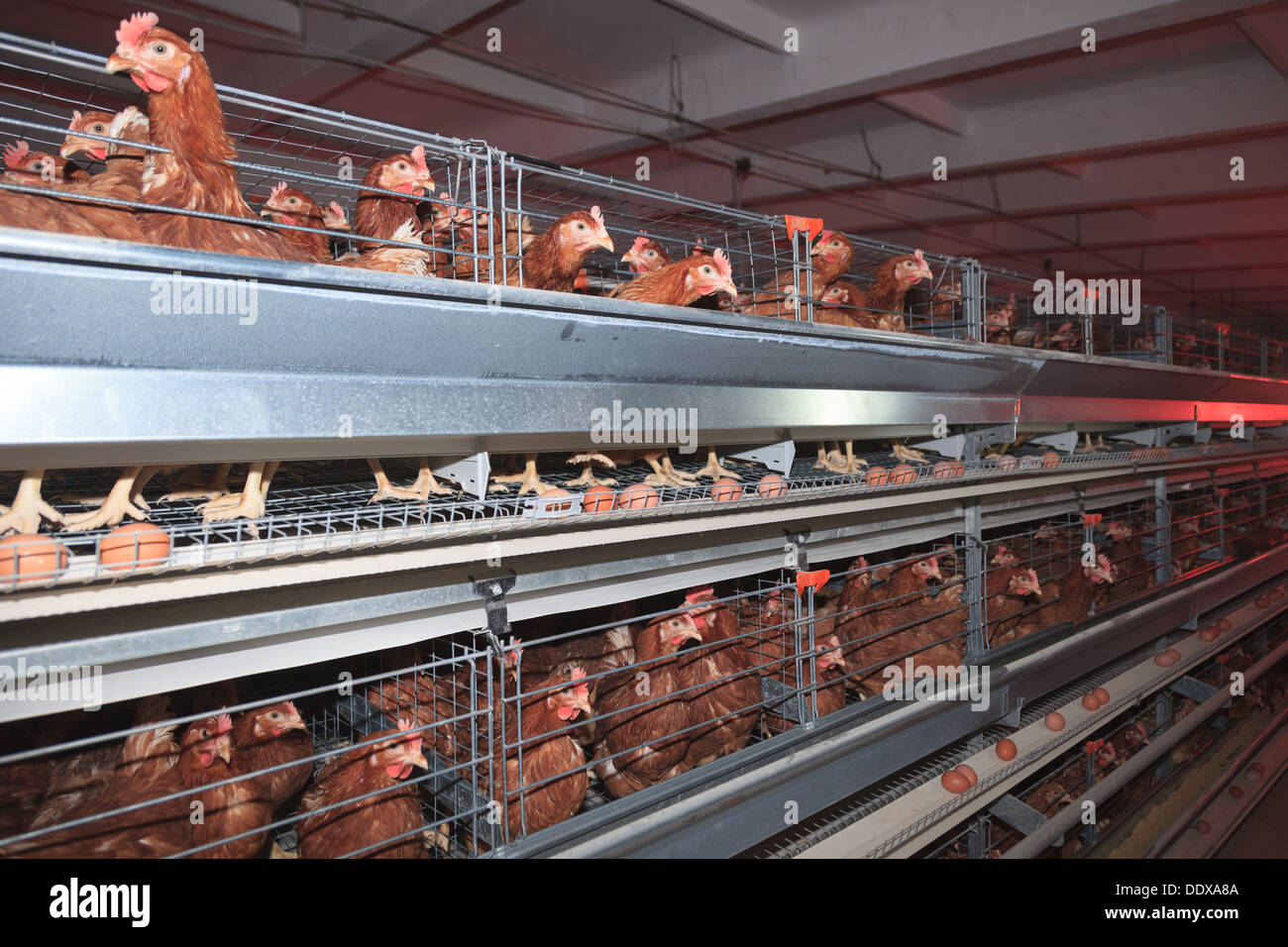 Ferme Avicole. La production industrielle d'oeufs comestibles. Banque D'Images