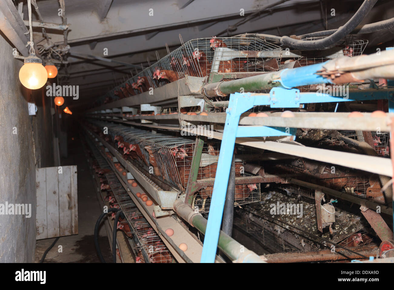 Ferme Avicole. La production industrielle d'oeufs comestibles. Banque D'Images