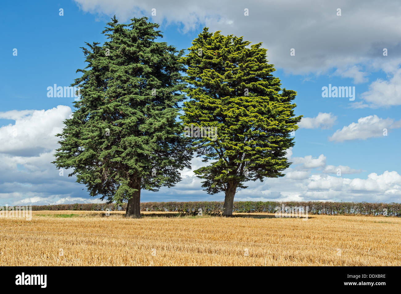 Les arbres sur les terres agricoles à castor près de Peterborough Banque D'Images