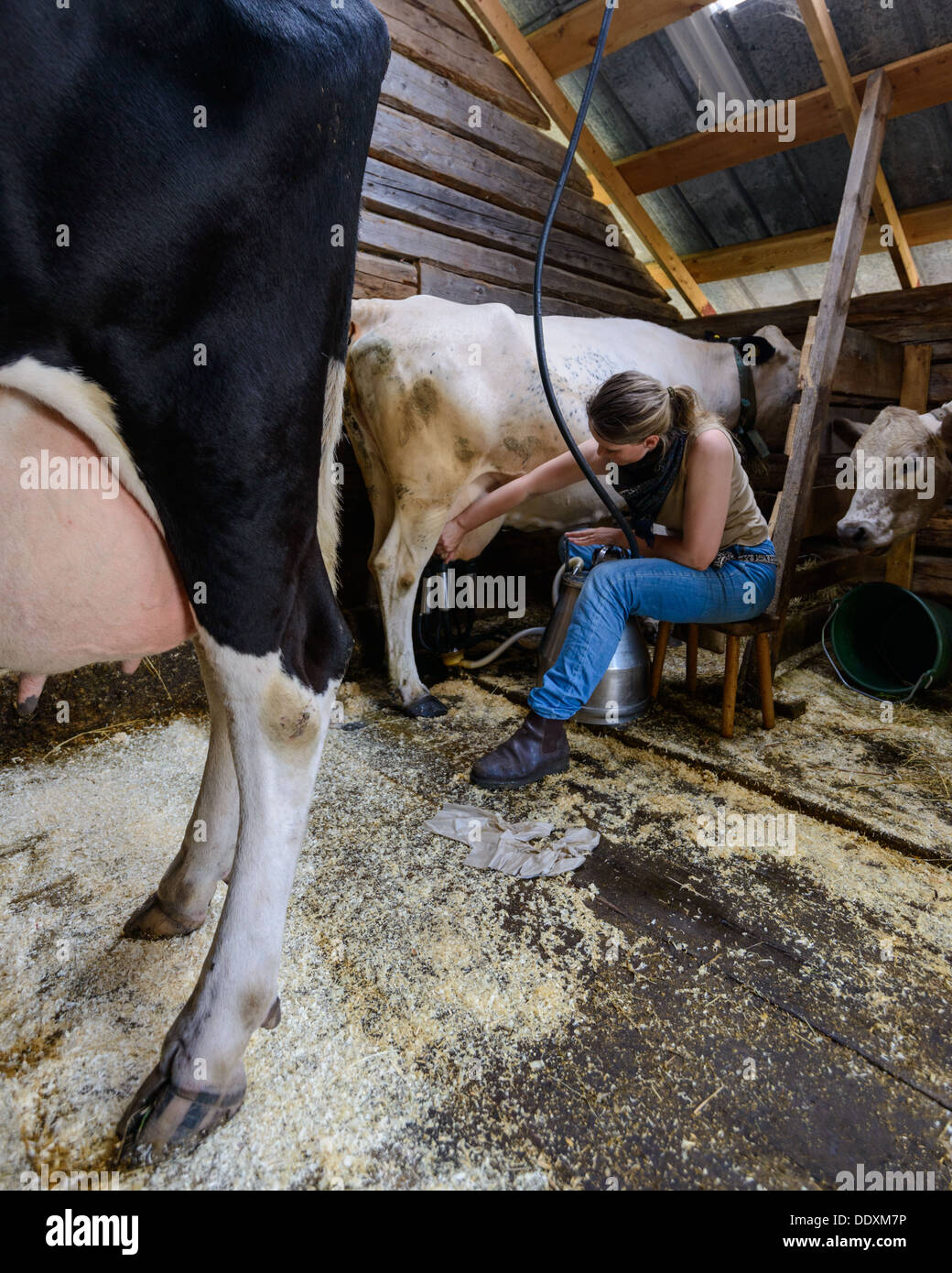 Vache laitière, femme Arvselen, dalarna, Suède, Malung-Sälen kommun Banque D'Images