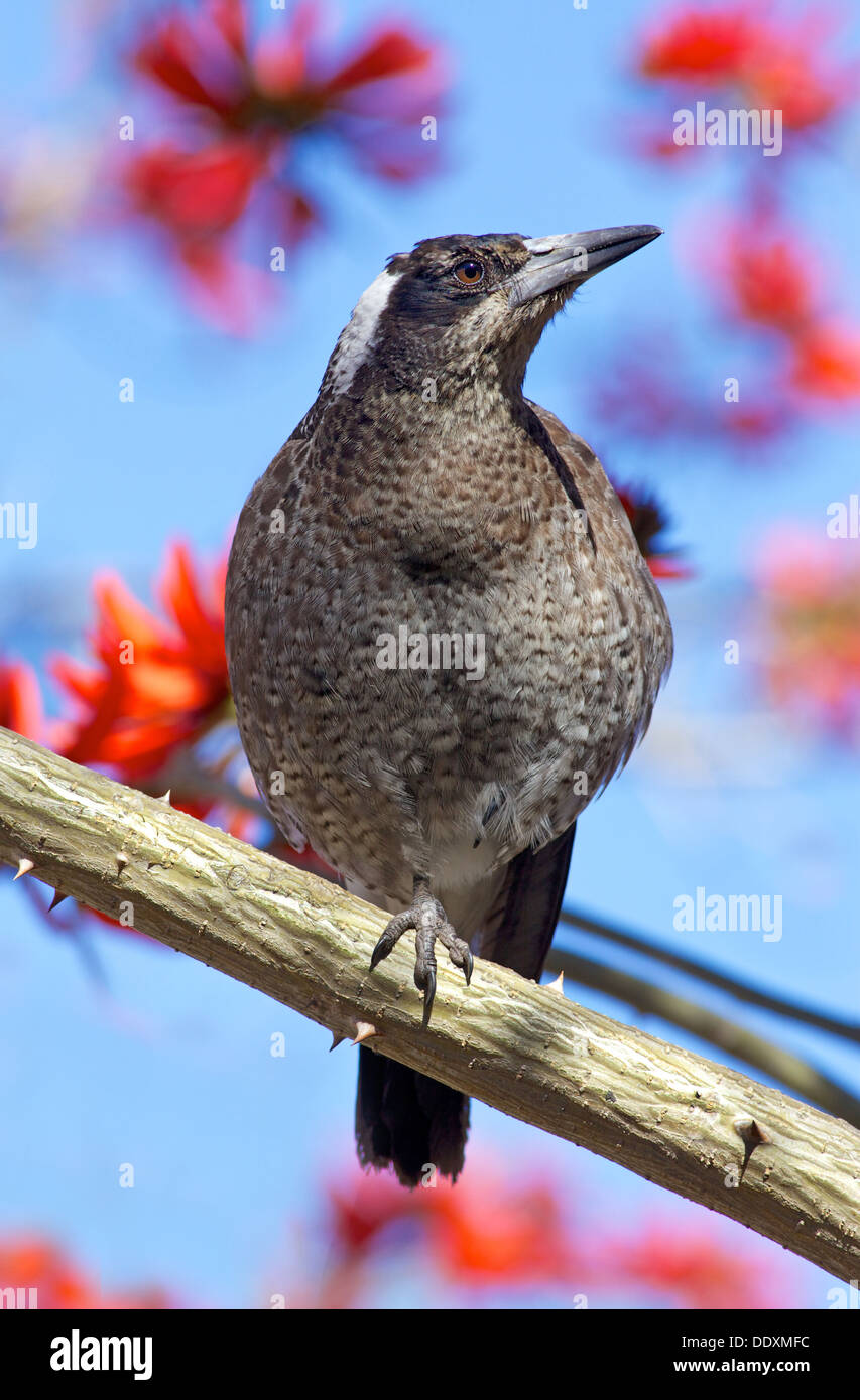 Un Cassican Flûteur (Cracticus tibicen) perché sur une branche d'arbre corail à Perth en Australie occidentale. Banque D'Images