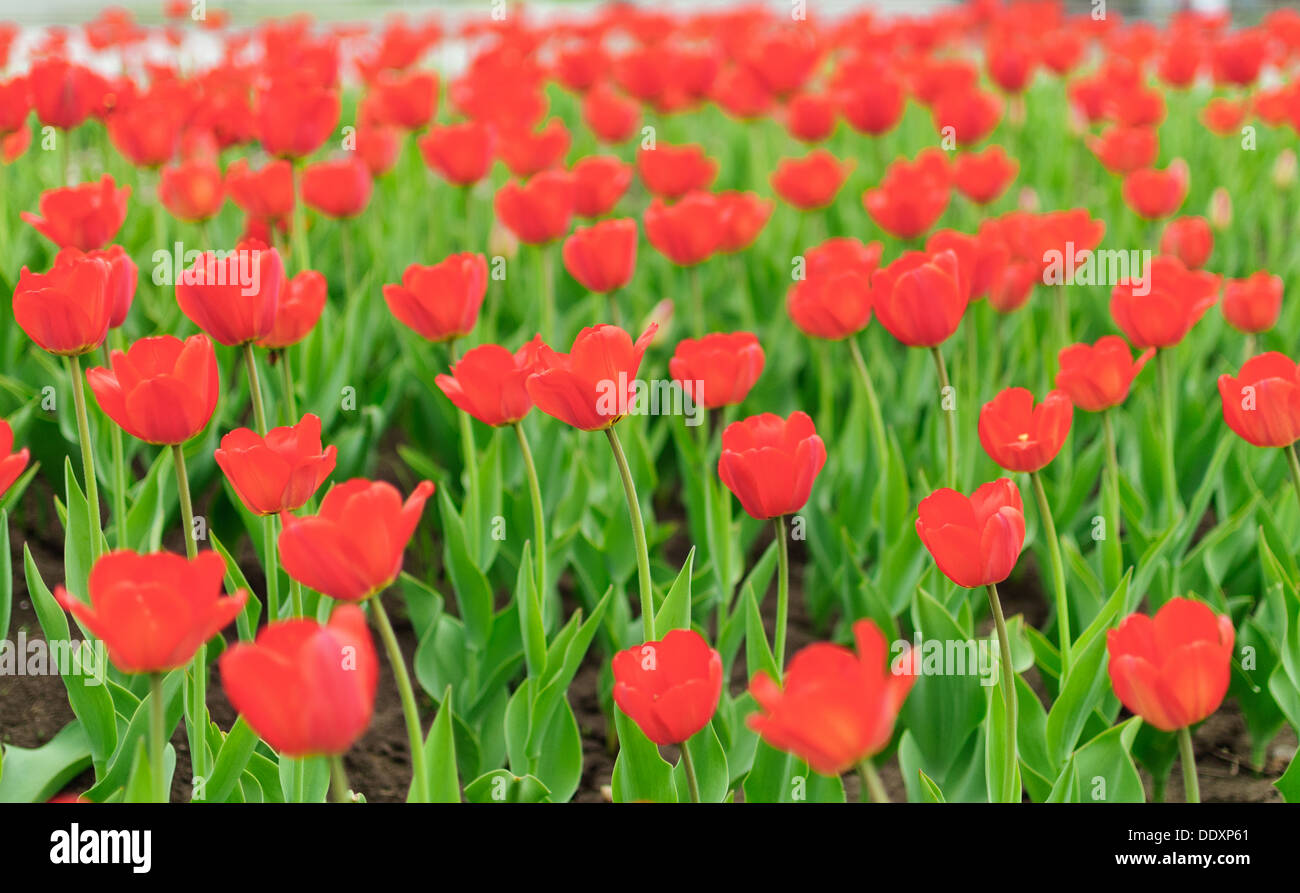 Champ de tulipes au printemps Banque D'Images